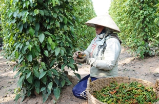 Nguồn cung hạt tiêu thấp trong các tháng cuối năm