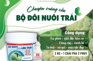 Bộ nuôi trái - Bí quyết tăng năng suất và chất lượng trái mãng cầu