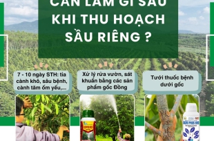 Cần Làm gì sau khi thu hoạch sầu riêng ?