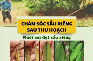 Dinh dưỡng cho một cơi đọt sầu riêng