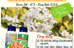 Giải pháp chống rụng hoa và trái non trên cây cam