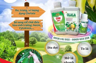 Mở lá nhanh - Vụ mùa tươi xanh