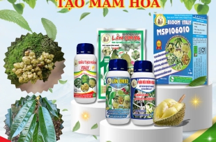 Bộ Sản Phẩm "Tạo mầm hoa" và "Kích Mắt Cua"