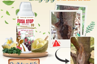 FUSA STOP - CHUYÊN GIA TRỊ NỨT THÂN XÌ MỦ