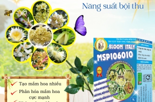 Bloom Italy - Sản phẩm ra hoa nghịch vụ