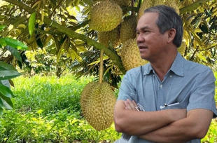 Bầu Đức và 1.200 ha sầu riêng sắp thu hoạch