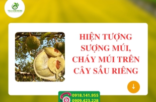 Hiện tượng sượng múi, cháy múi trên cây Sầu riêng