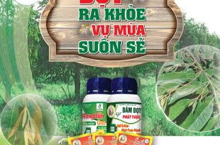 BỘ 3 KÉO ĐỌT
