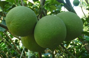 Bón phân cân đối giúp bưởi không bị sượng múi