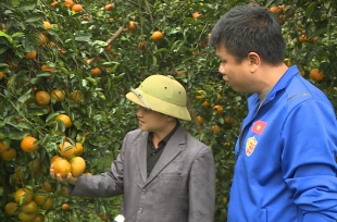 Hướng đi cho cam sành Vĩnh Long