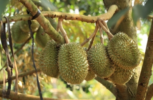 Cần làm gì sau khi thu hoạch sầu riêng