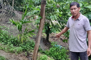 Một nông dân ở Lâm Đồng lại bị kẻ gian cắt gốc hơn 300 cây chanh dây đang cho thu hoạch