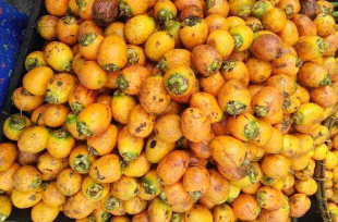 Giá cau cao chưa từng thấy, ở Đắk Nông, Đắk Lắk cau giống 
