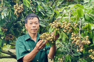 Tự làm đạm cá hữu cơ cải tạo đất đồi