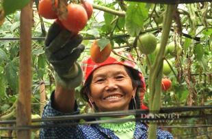 Ở một nơi gọi là Nậm Khắt của Yên Bái bước vô vườn cà chua như "xứ thiên đường", quả ngon thu 100 tấn/ha