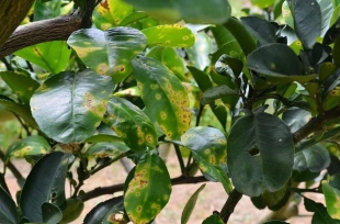 Các Loại Bệnh Thường Gặp Trên Cây Có Múi