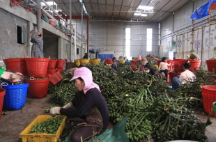 Giá cau tươi ở Đắk Lắk "tuột dốc" chỉ còn 40.000-60.000 đồng/kg, lò sấy, đại lý thu mua có động thái lạ