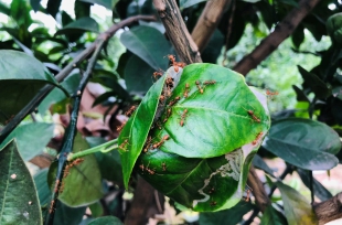 Dụ kiến vàng về làm tổ, vườn sầu riêng sạch sâu hại