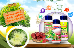 Bộ sản phẩm dưỡng bông mận