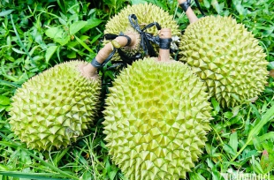 Những lưu ý trong canh tác sầu riêng ở Tây Nguyên với biến đổi khí hậu