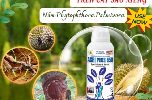 Nỗi ám ảnh nhà nông "Nấm Phytophthora palmivora"