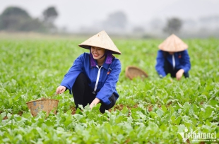 Cái bắt tay với nông dân