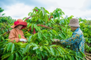 Nông nghiệp giúp tỉnh Đắk Nông đạt thu nhập bình quân gần 82 triệu đồng/người/năm