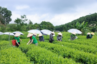 Lãnh đạo Cục Trồng trọt "hiến kế" đưa chè từ "cây xóa đói giảm nghèo" thành "cây làm giàu" như sầu riêng, cà phê
