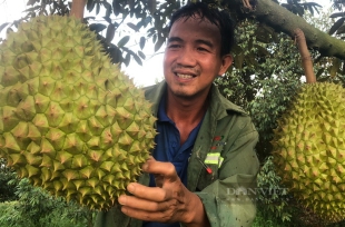 Nông dân Bình Thuận học lý thuyết trong phòng xong ra vườn sầu riêng thực hành, vui vẻ mà hiệu quả