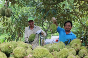 Nhiều quốc gia tăng mua sầu riêng Việt
