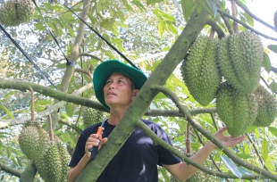 Trồng "cây tiền tỷ" công nghệ sinh học là trồng kiểu gì mà một ông nông dân Khánh Hòa lãi 600 triệu?