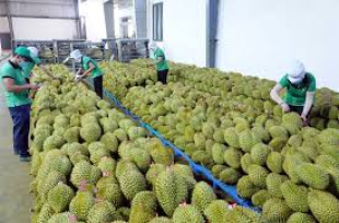 Đã hết nửa năm, sầu riêng xuất khẩu có đạt được kỷ lục 3,5 tỉ USD năm 2024?