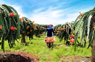 Kiên trì, nghiêm túc trồng thanh long hữu cơ