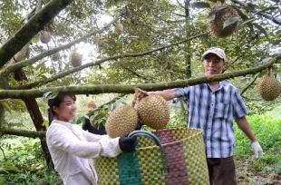 Thu chục tỷ mỗi năm từ sầu riêng, măng cụt