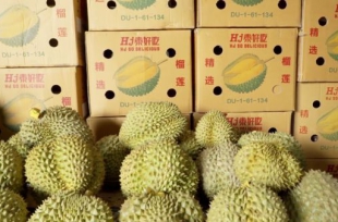 Cần xây dựng tiêu chuẩn quốc gia cho sầu riêng Việt Nam