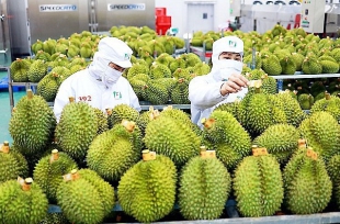 Trung Quốc chiếm đến 91% nhu cầu sầu riêng toàn cầu