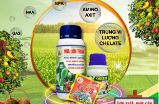 BỘ BA LỚN TRÁI