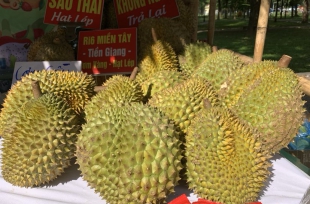 "Chốt năm", sầu riêng tăng giá kỷ lục, loại sầu riêng ngon nức tiếng này vượt mức giá hơn 200.000 đồng/kg