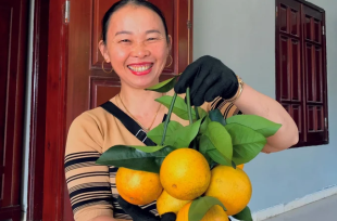 Thắng lớn nhờ kiên định trồng cam hướng hữu cơ