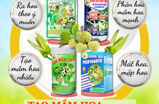 Bộ sản phẩm tạo mầm hoa Mãng Cầu