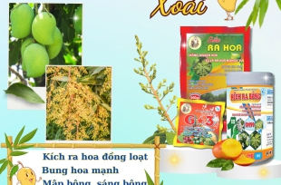 Bộ sản phẩm tạo mầm hoa Xoài