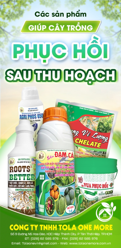 PHỤC HỒI SAU THU HOẠCH