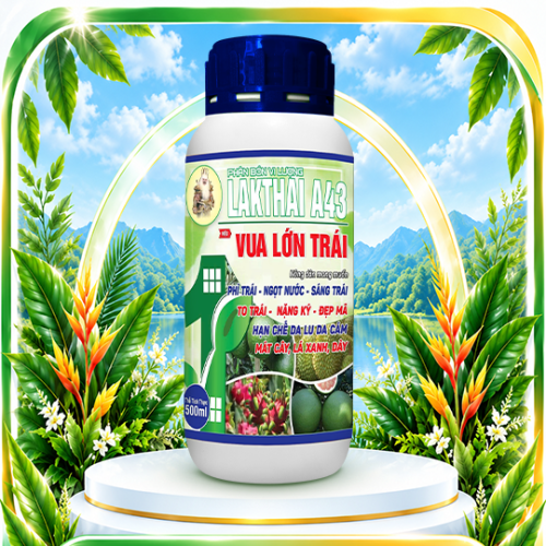 Vua lớn trái