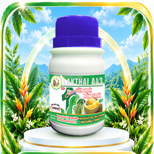 Siêu sửa trái, lớn trái