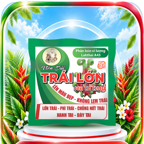 VIÊN SỦI TRÁI LỚN