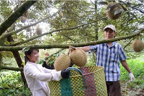 thu chục tỷ nhờ sầu riêng, măng cụt